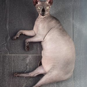 fat hairless cat
