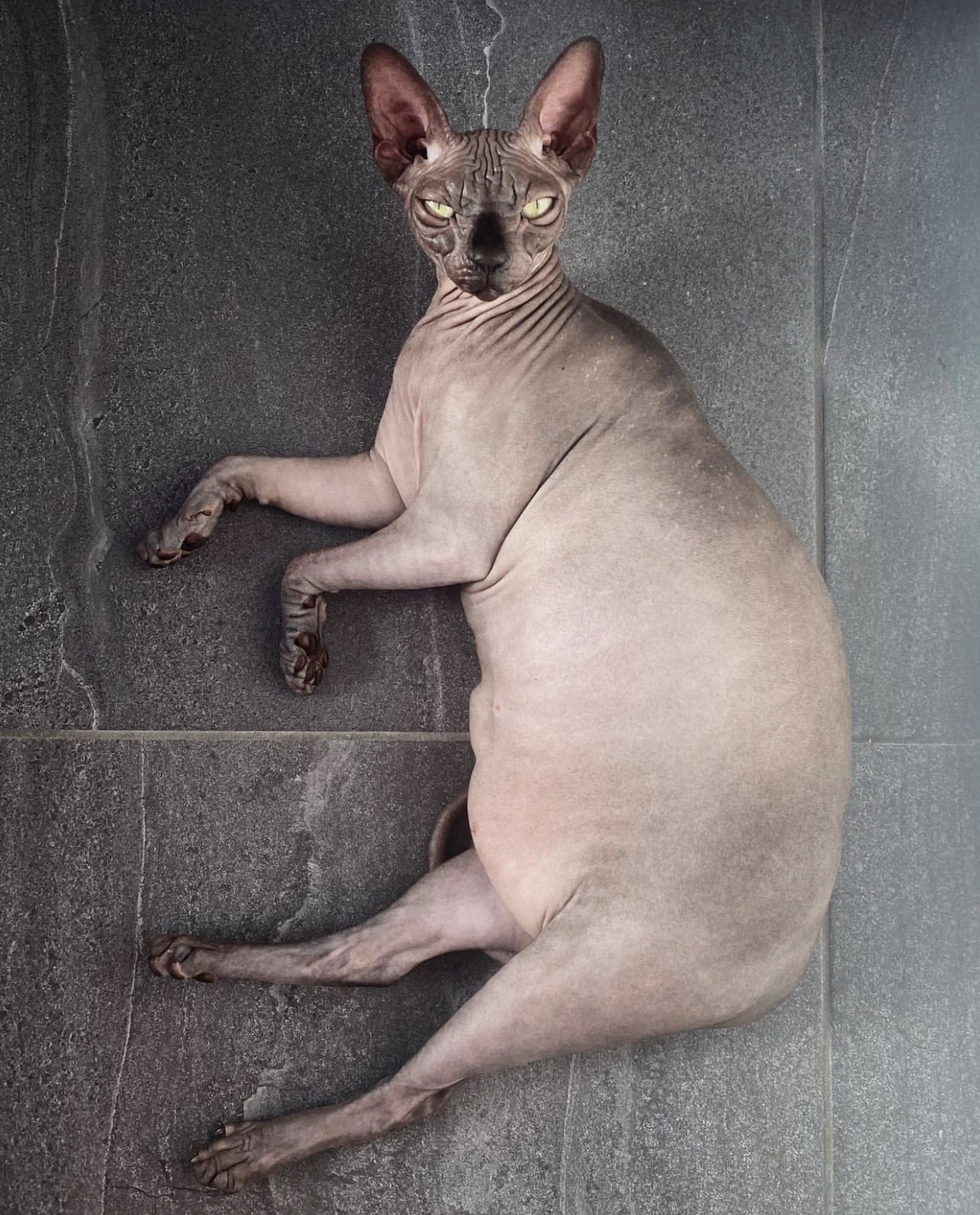 fat hairless cat
