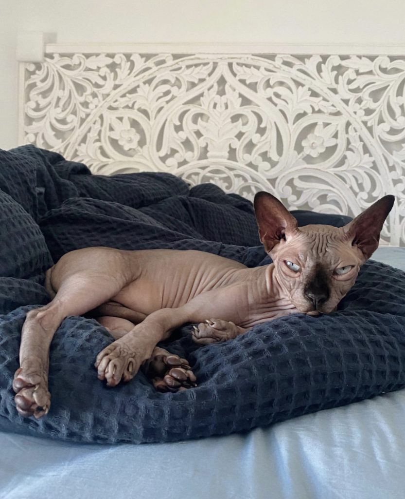how long do sphynx cats live