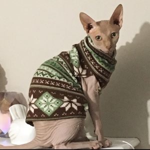 sphynx_cat_sweater