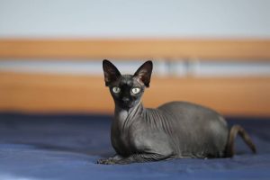 black-sphynx-cat 