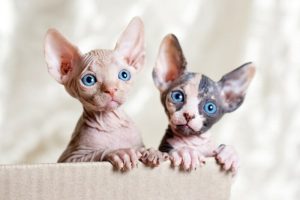 sphynx-kittens-for-sale