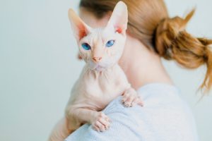 adopt-a-sphynx-cat