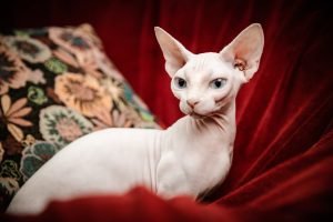 how-long-do-sphynx-cats-live