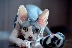 how-long-do-sphynx-cats-live