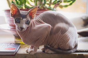 how-much-are-sphynx-cats