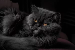 black-persian-cat