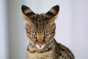 cat-ears