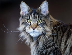 maine-coon-cats-for-sale