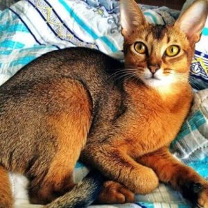 abyssinian-cat-price