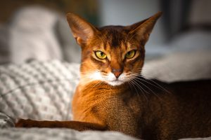 abyssinian-cat-price