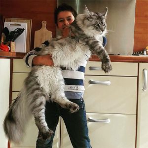 biggest-cat-breed