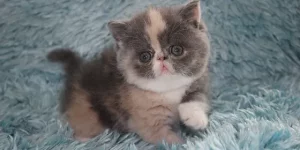 exotic-shorthair-kittens -or-sale