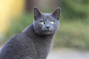 russian-blue-cat
