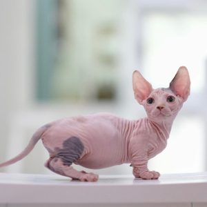 hairless cat for sale