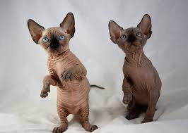 sphynx cat for sale