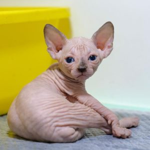 sphynx cat for sale